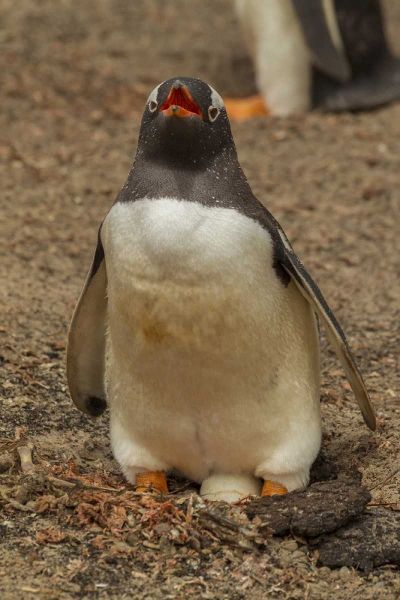 Saunders Isl, Gentoo penguin with egg